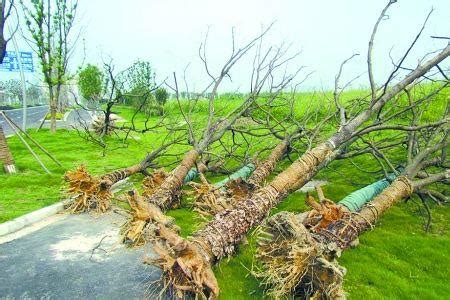 一想大樹枯萎用什麼方法